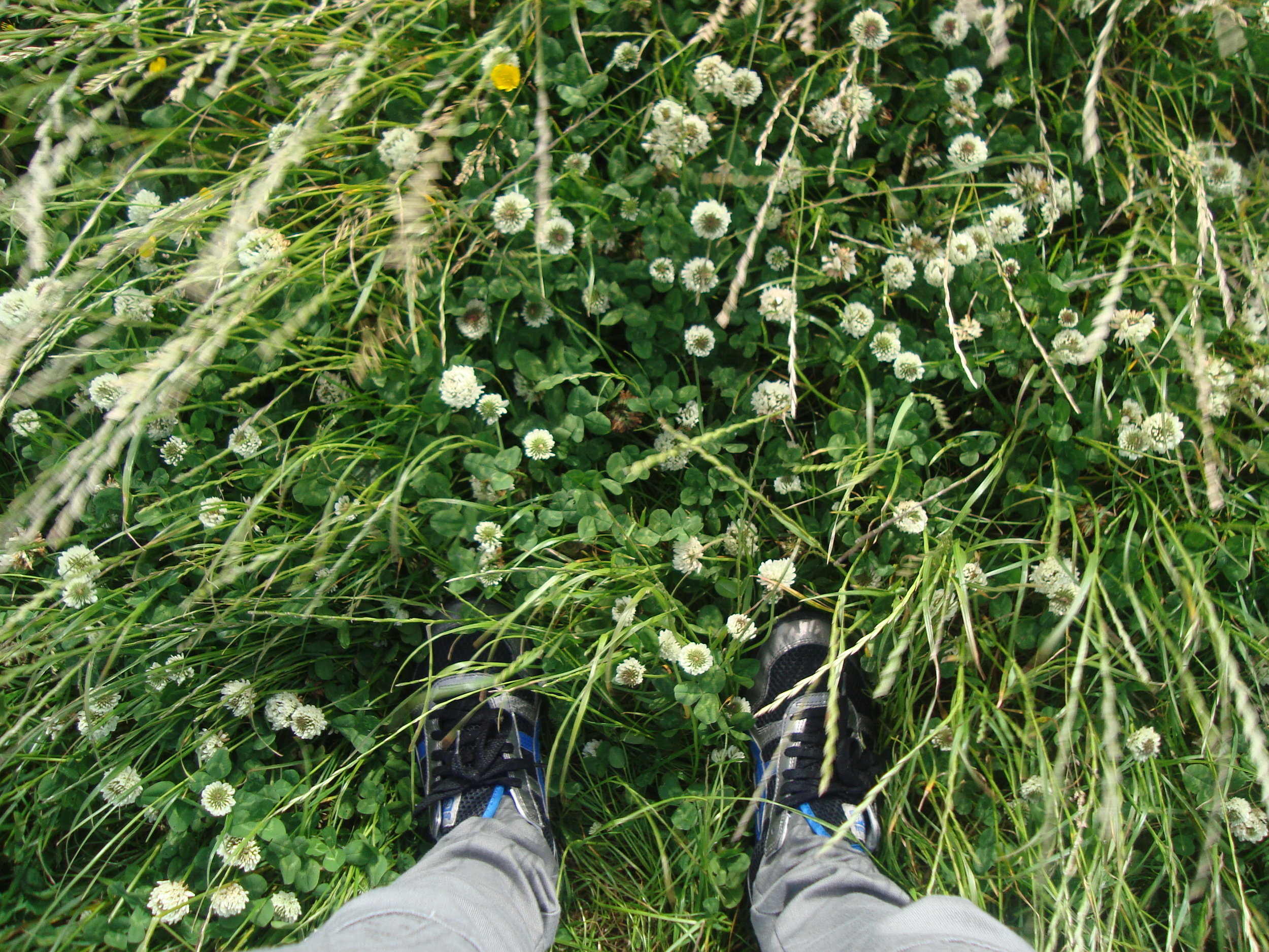 Ireland Clovers.JPG