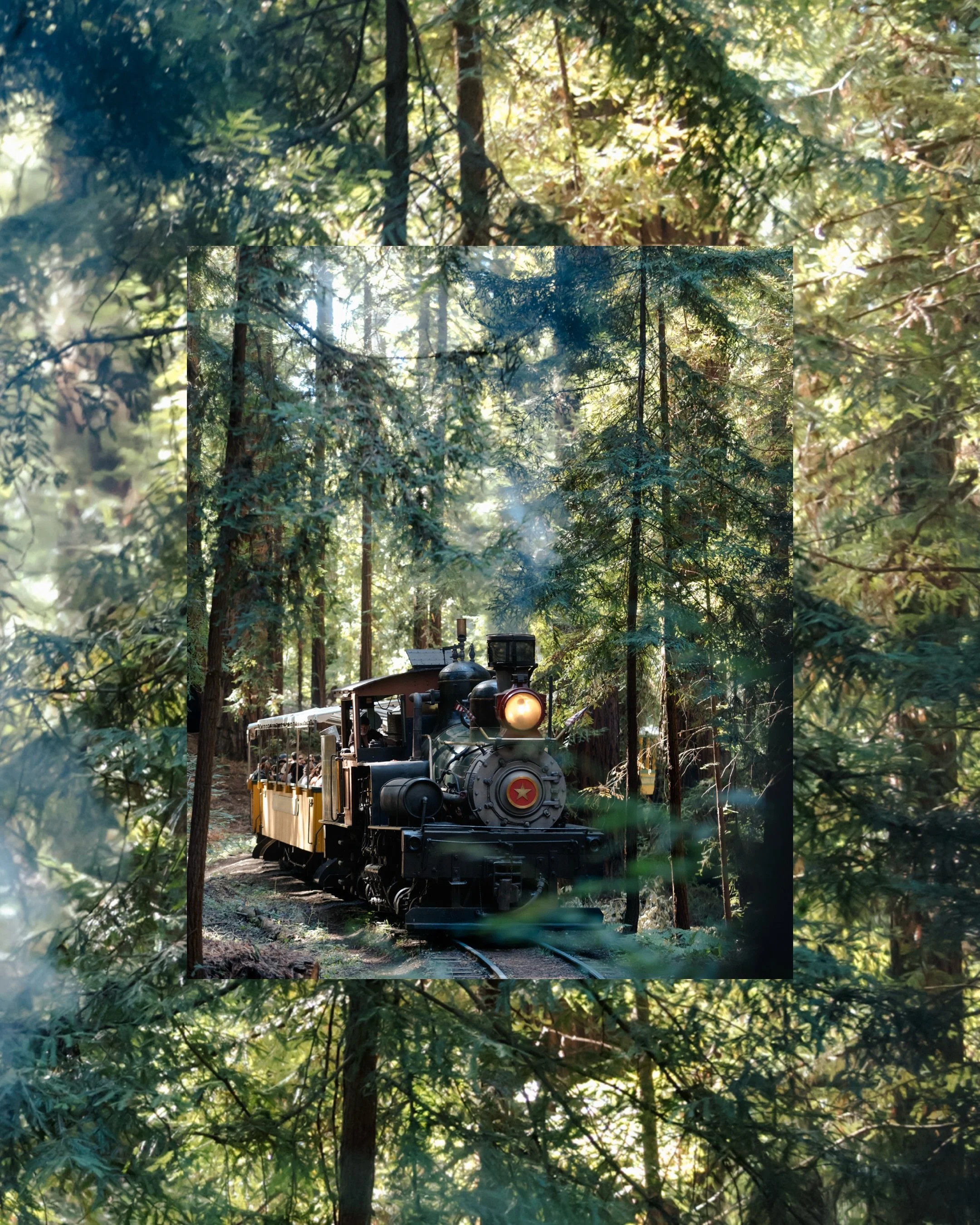 I don&rsquo;t know how I have made it almost 7 years and this was my first @roaringcampwed @roaringcamp wedding! @oliveyaaa and Zach I am so thankful for our magical day together in the redwoods and on the train! Thank you to the lovely @apaperflower