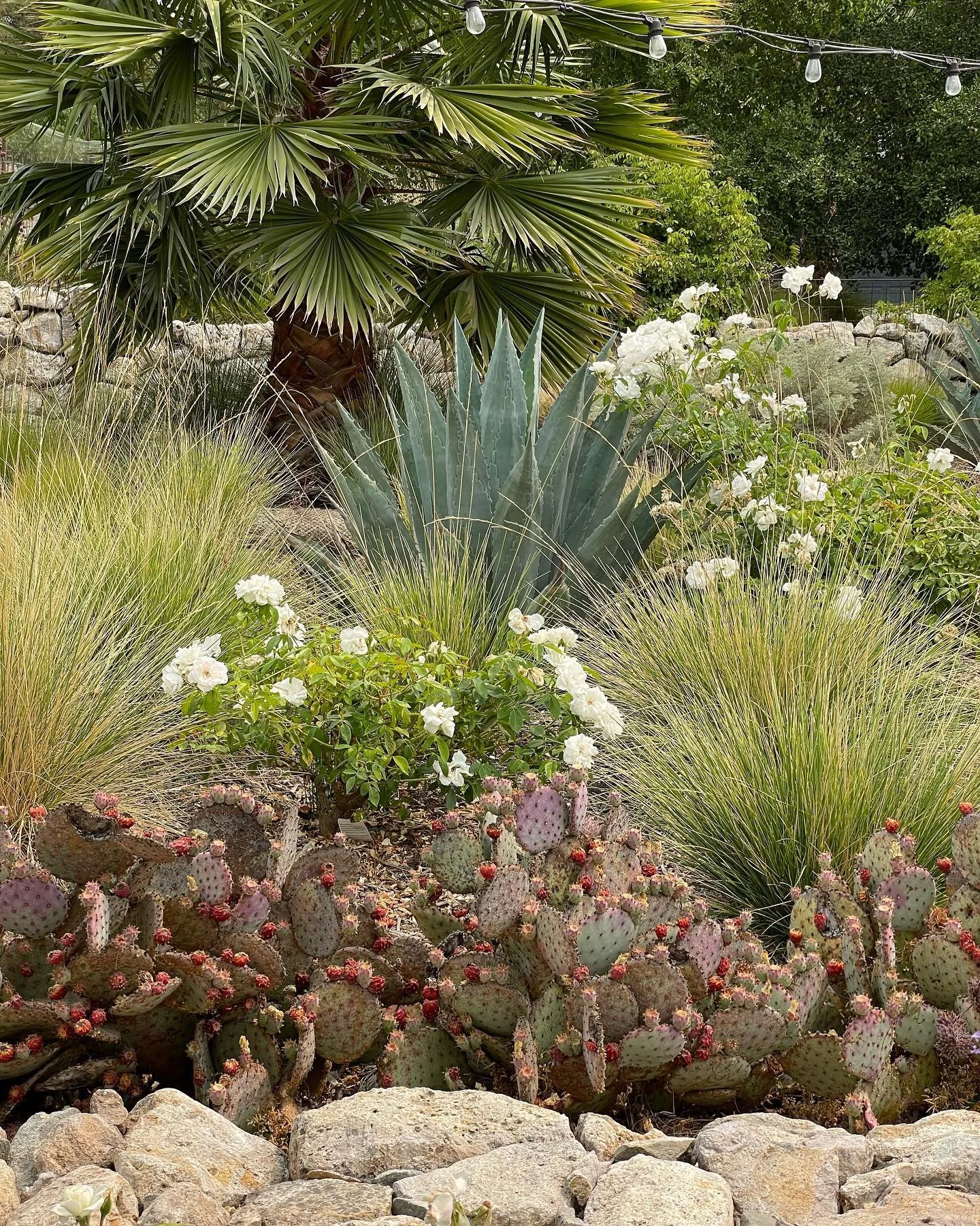 Scribe announced their spring release members&rsquo; events this week and I&rsquo;ve never added to cart and checked out so fast in my life. Some of you do that for fashion - I do it for wine, and interiors. (Ok, and occasionally fashion.) Can&rsquo;