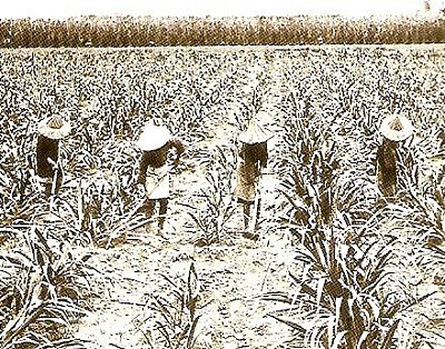 sugarcane workers1.jpg