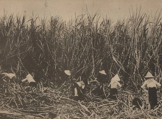 sugarcane workers2.jpeg