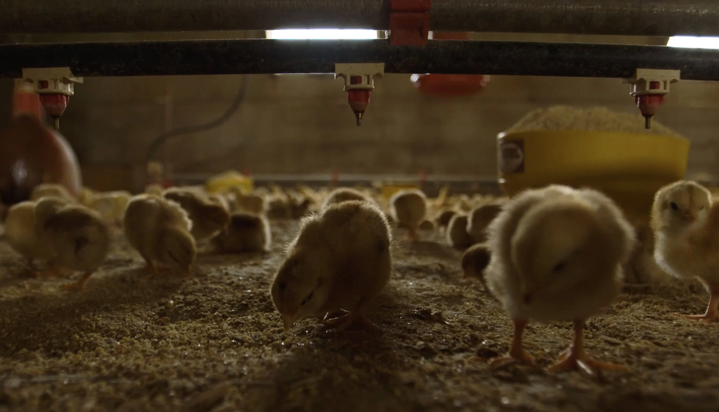 chicks.jpg