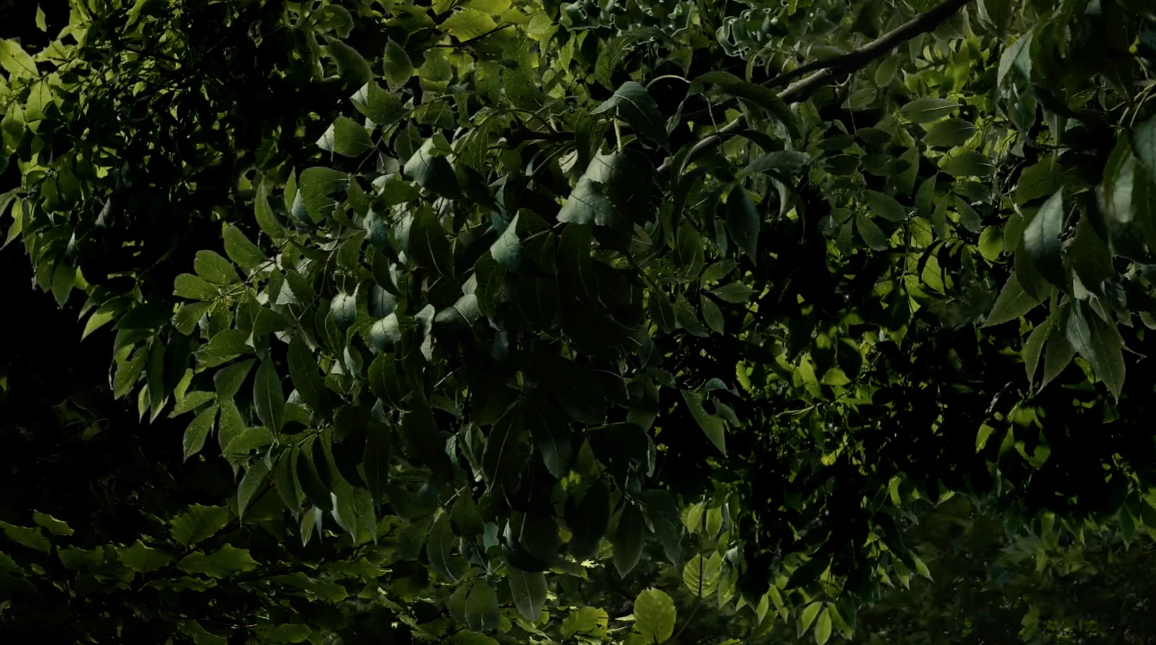 throughthetrees.jpg