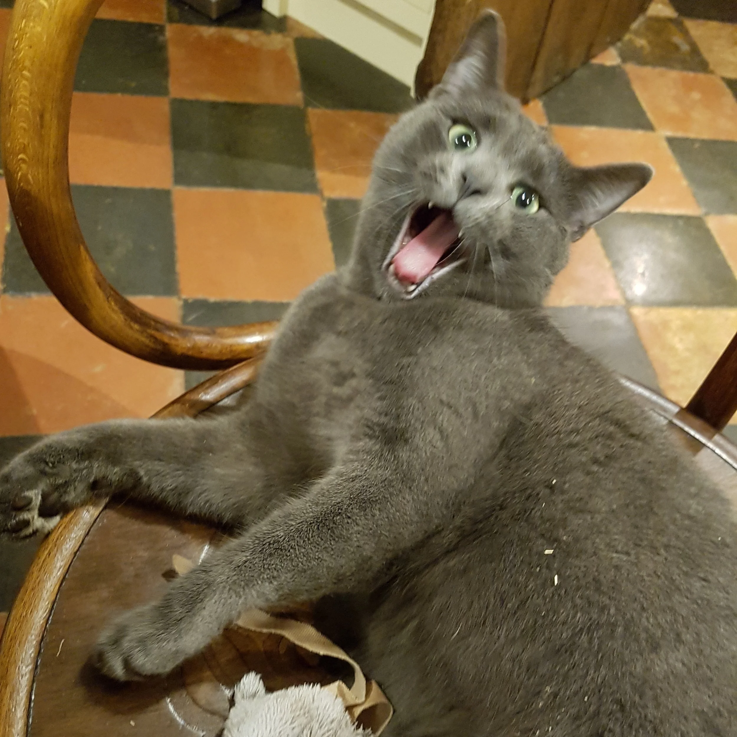 January 22nd - Answer Your Cat’s Questions Day