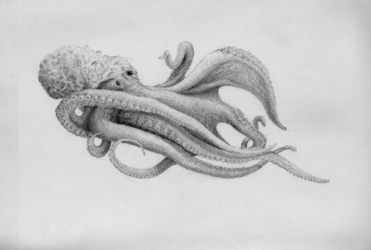 Vincent Colvin Pacific Octopus Drawing 9%22x12%22 2012.jpg