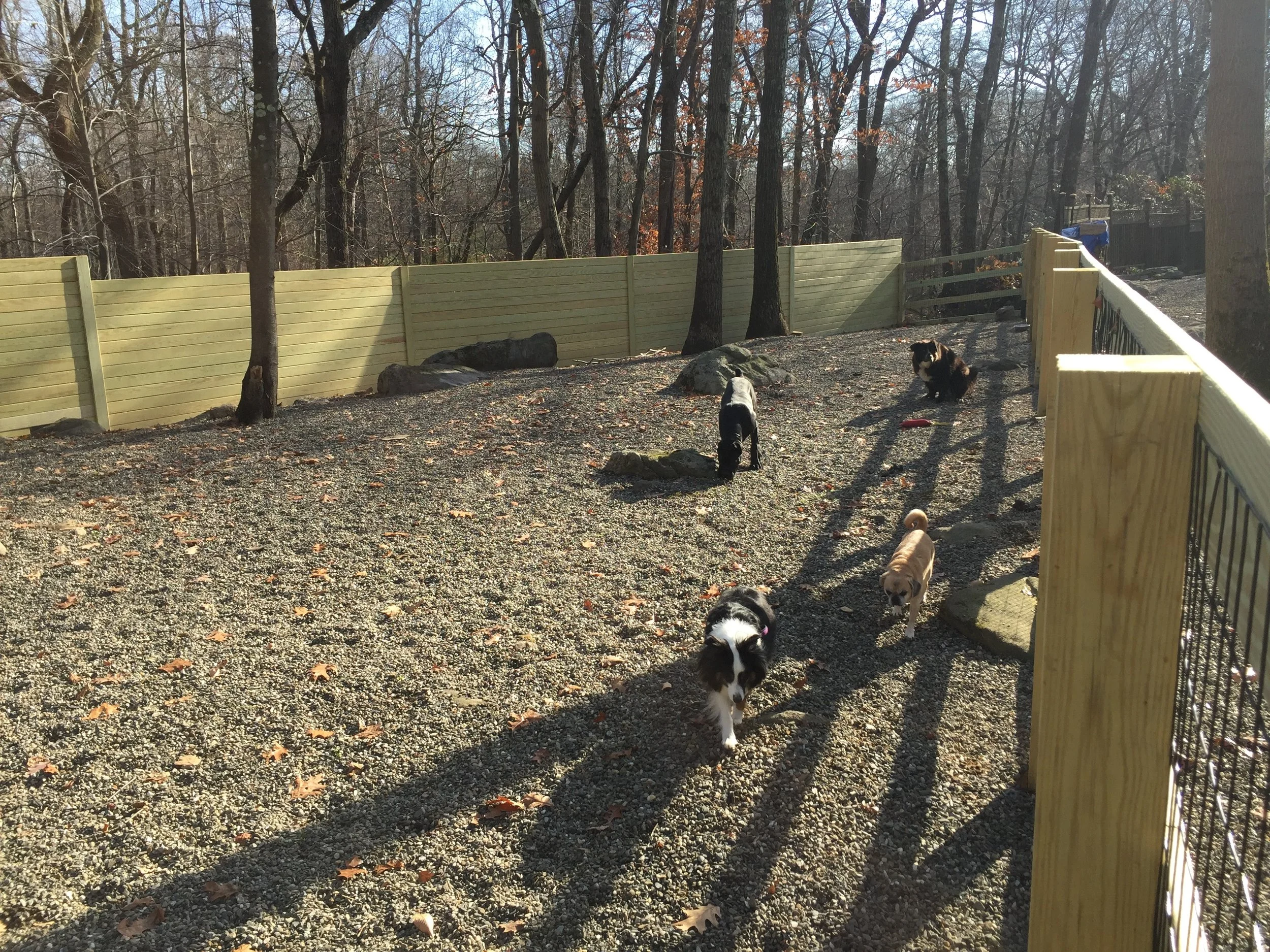 Dog Run