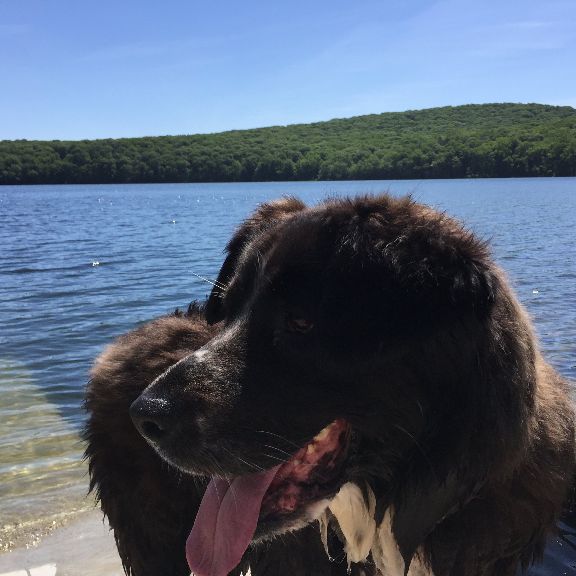 Swimming at the lake!