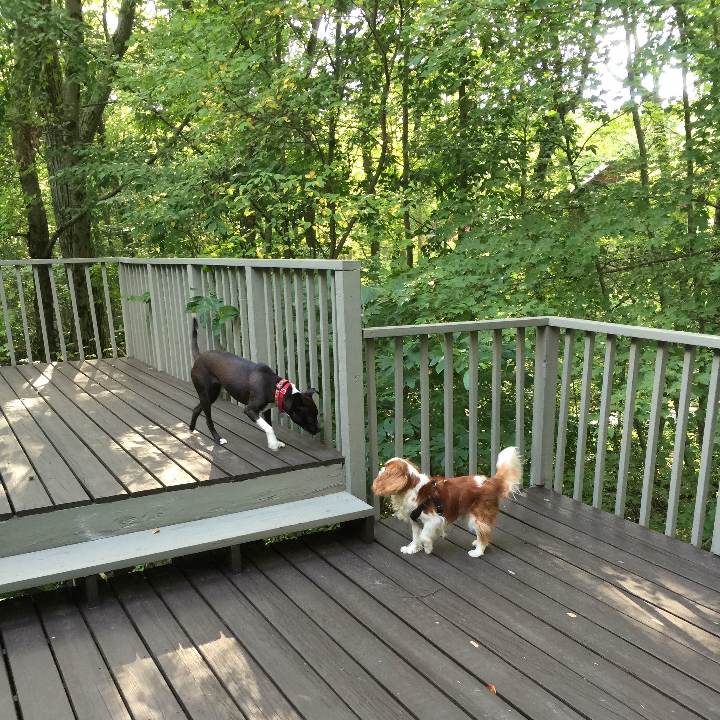 Playing on the back porch.