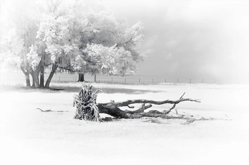 Driftwood 