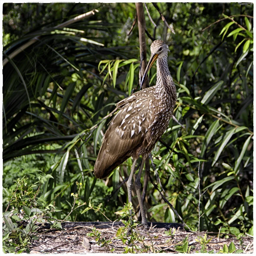 Posing Limpkin