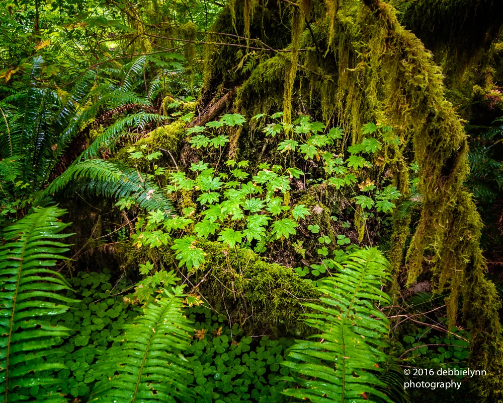 The Midst of the Hoh Rain Forest