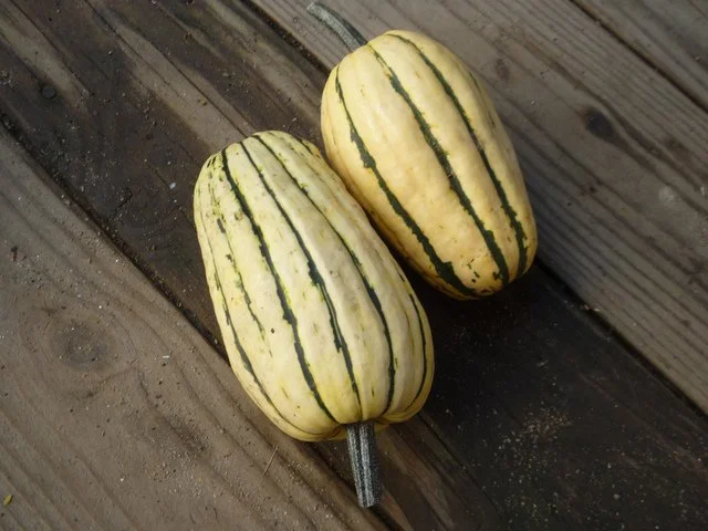 courge-delicata.jpg