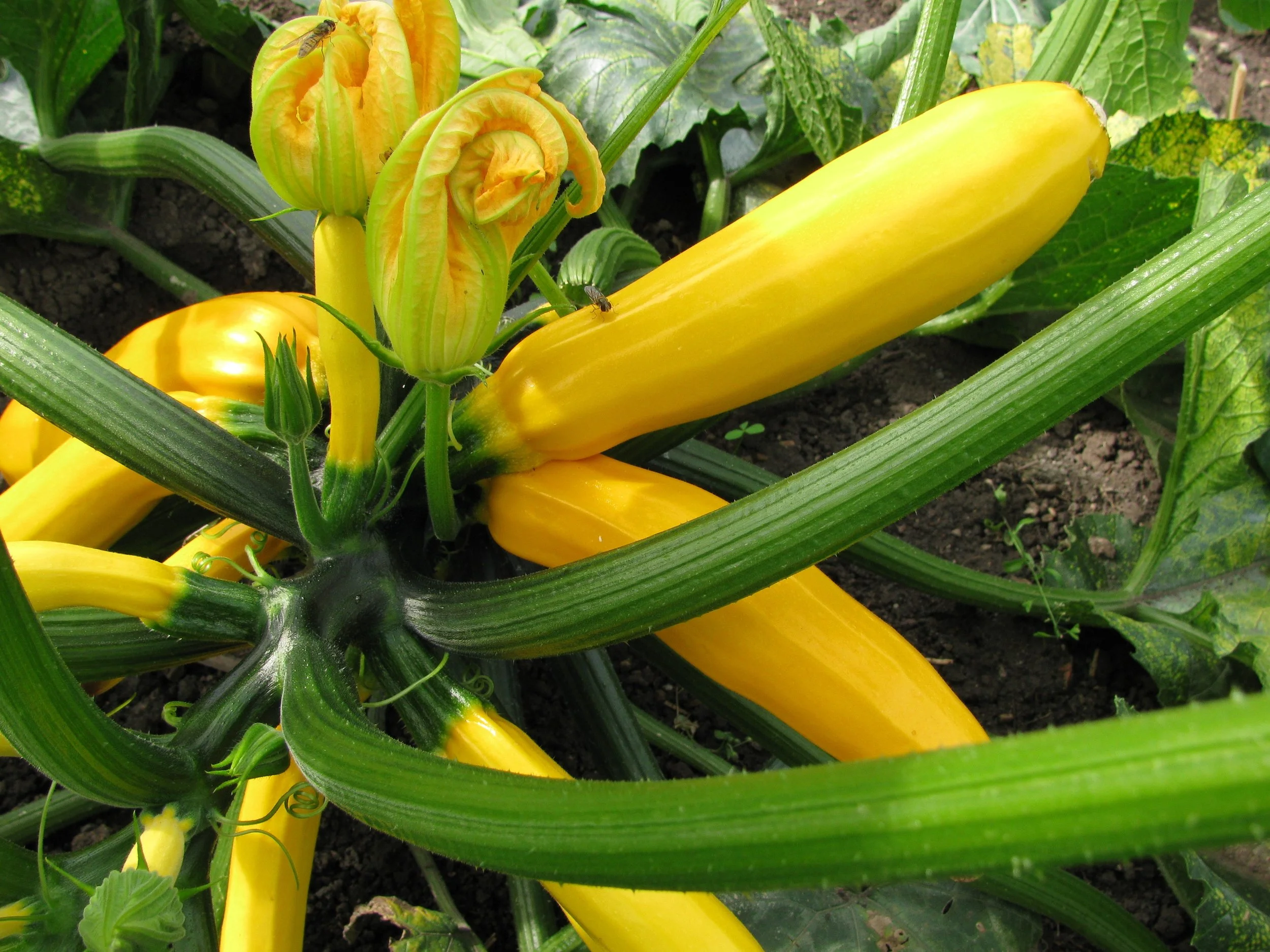 courgette jaune.jpg