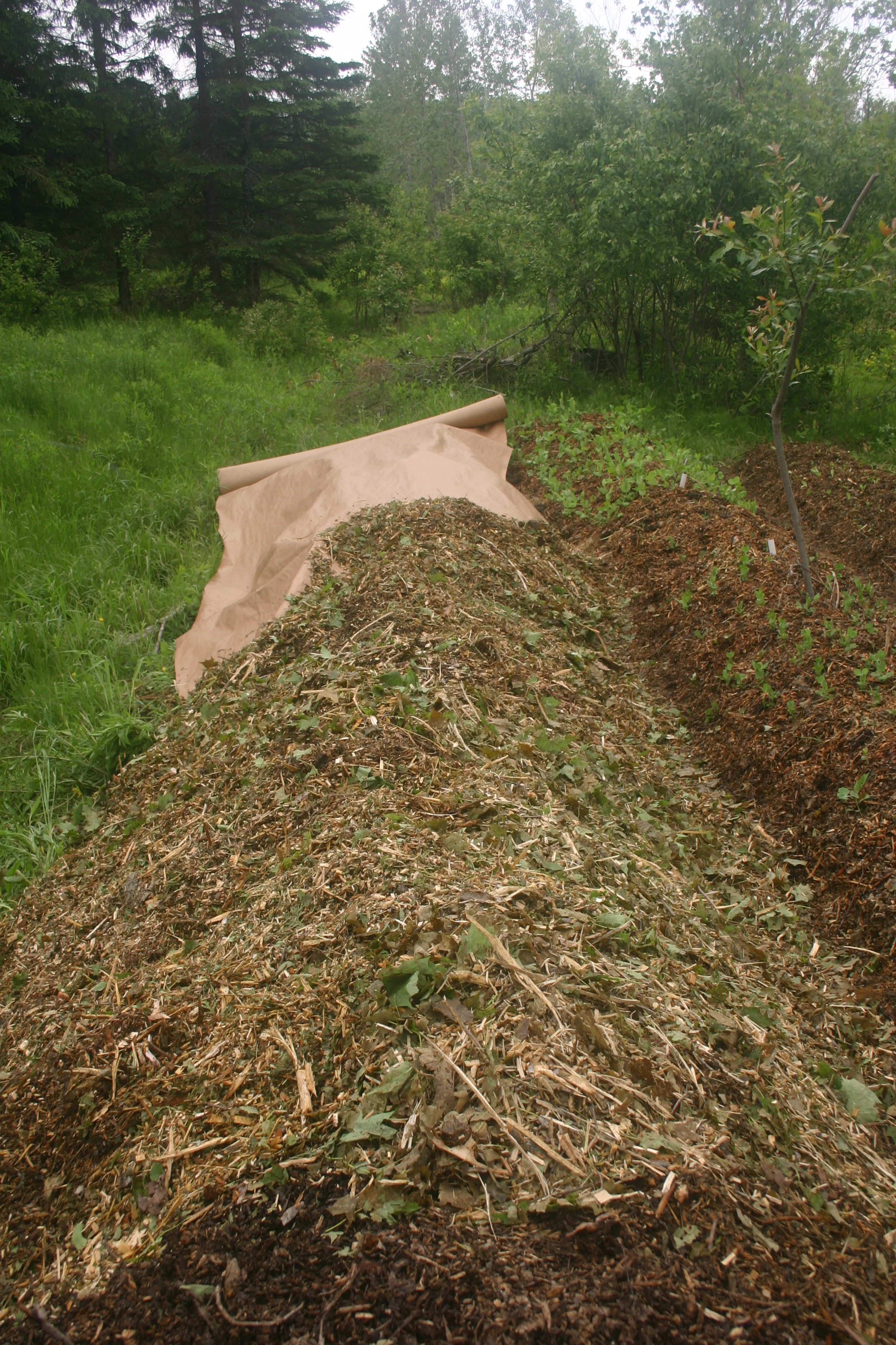 Planter en ajoutant dans chaque trou de plantation une poignée de compost vivant