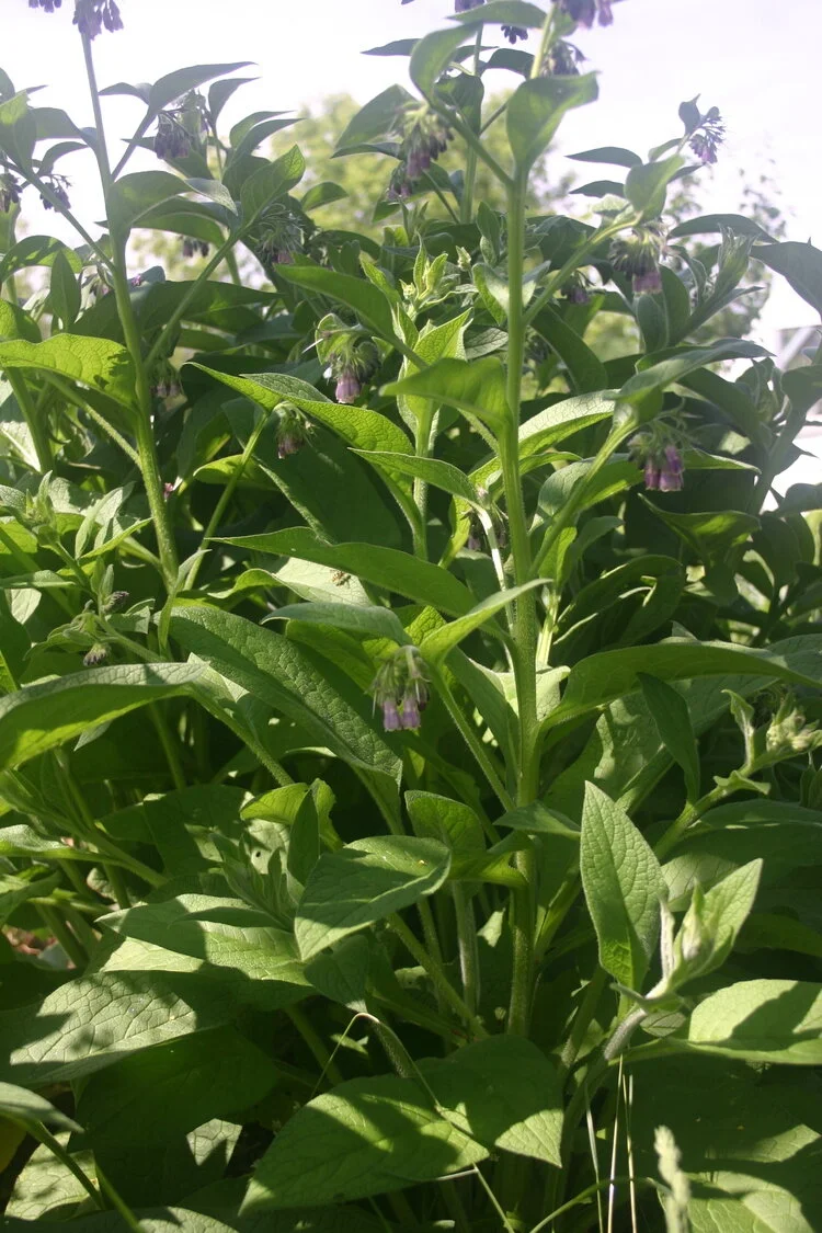 consoude de Russie bocking 4