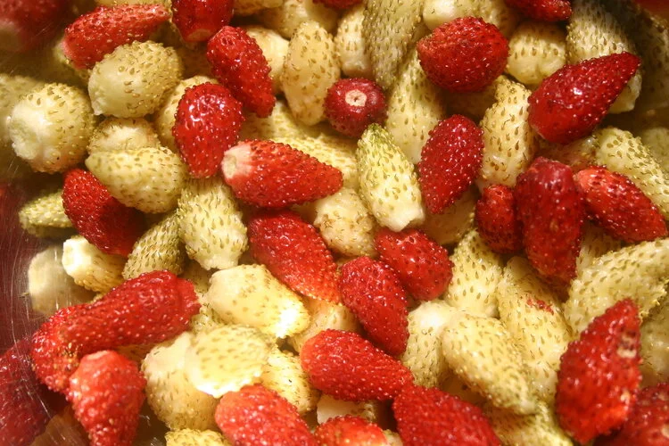 fraisier alpin rouge/blanc