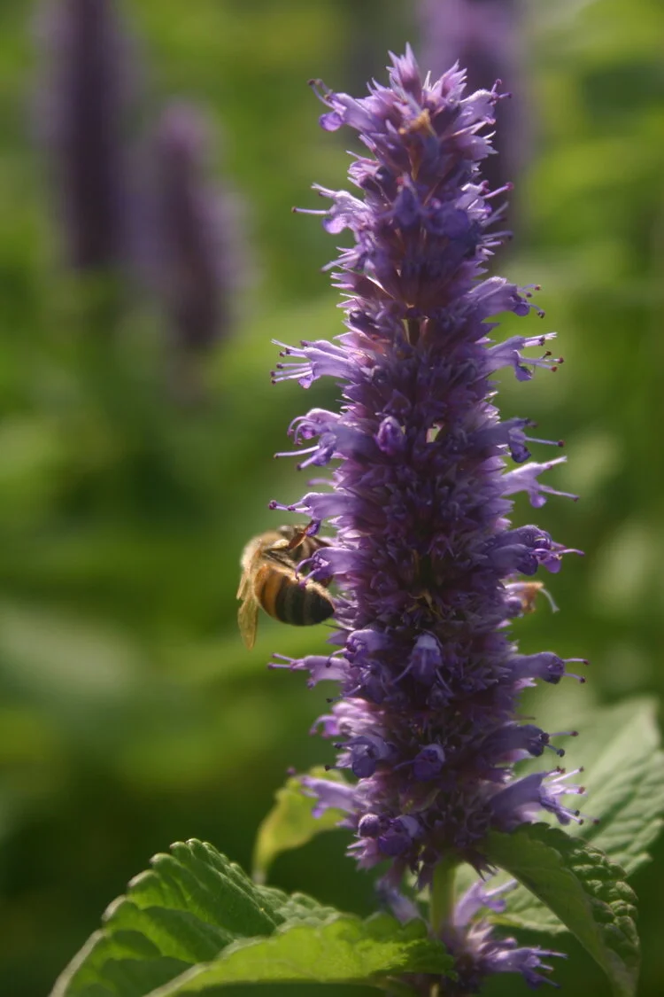 hysope anisé/agastache