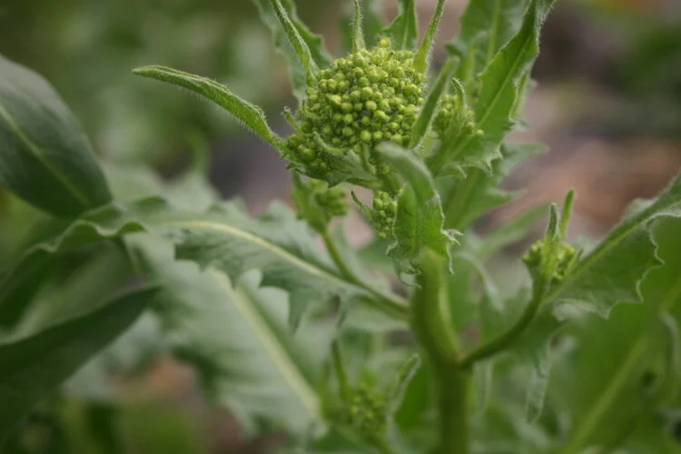 Bunias d'Orient/roquette de Truquie