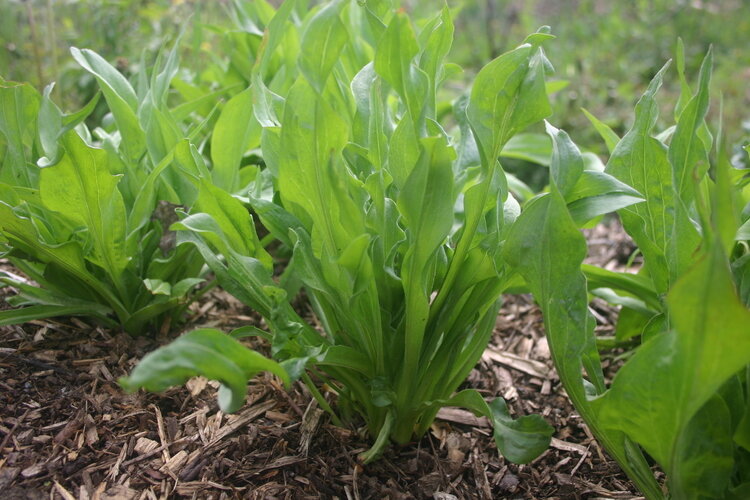 Scorsonère d'Espagne