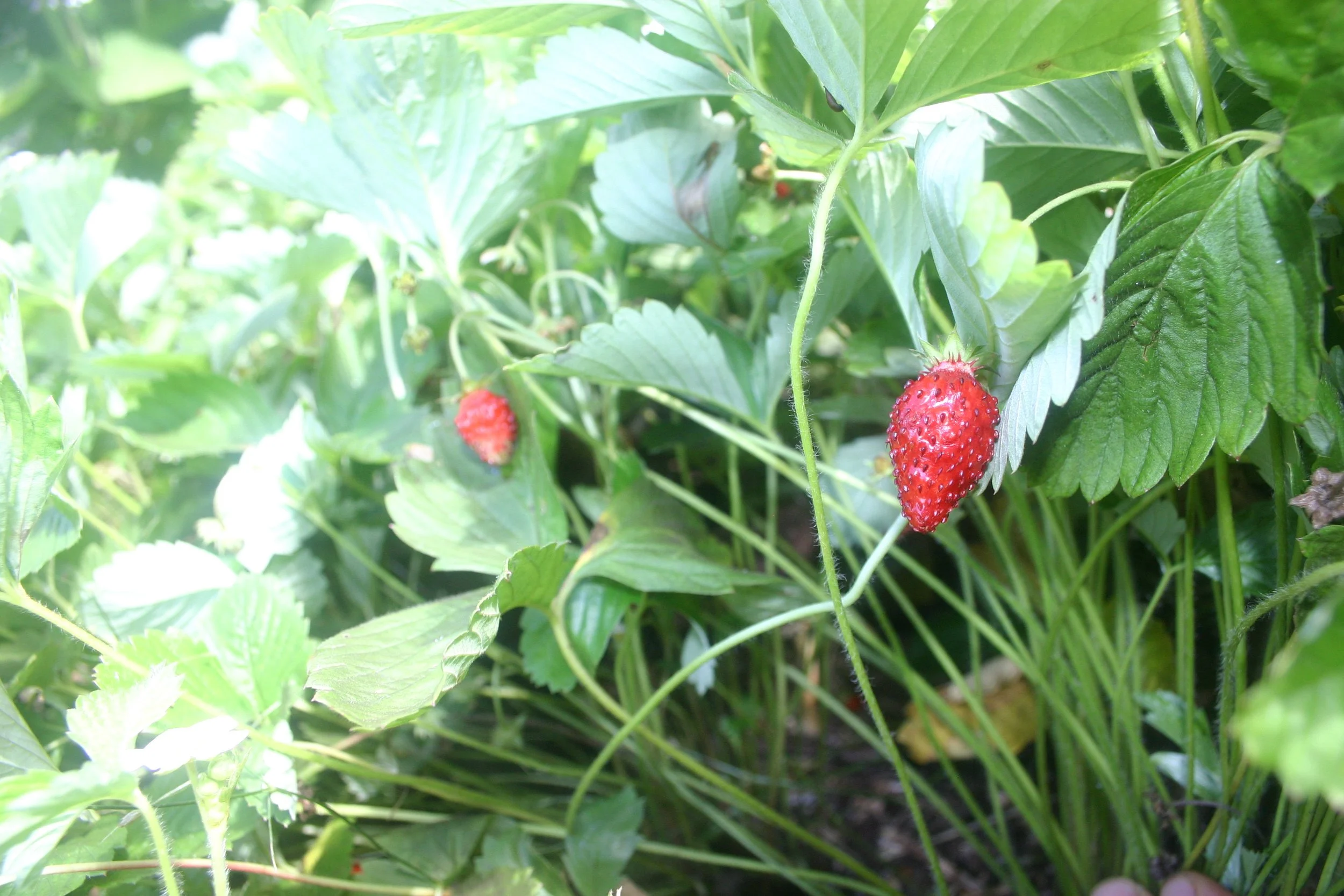 fraisier alpin