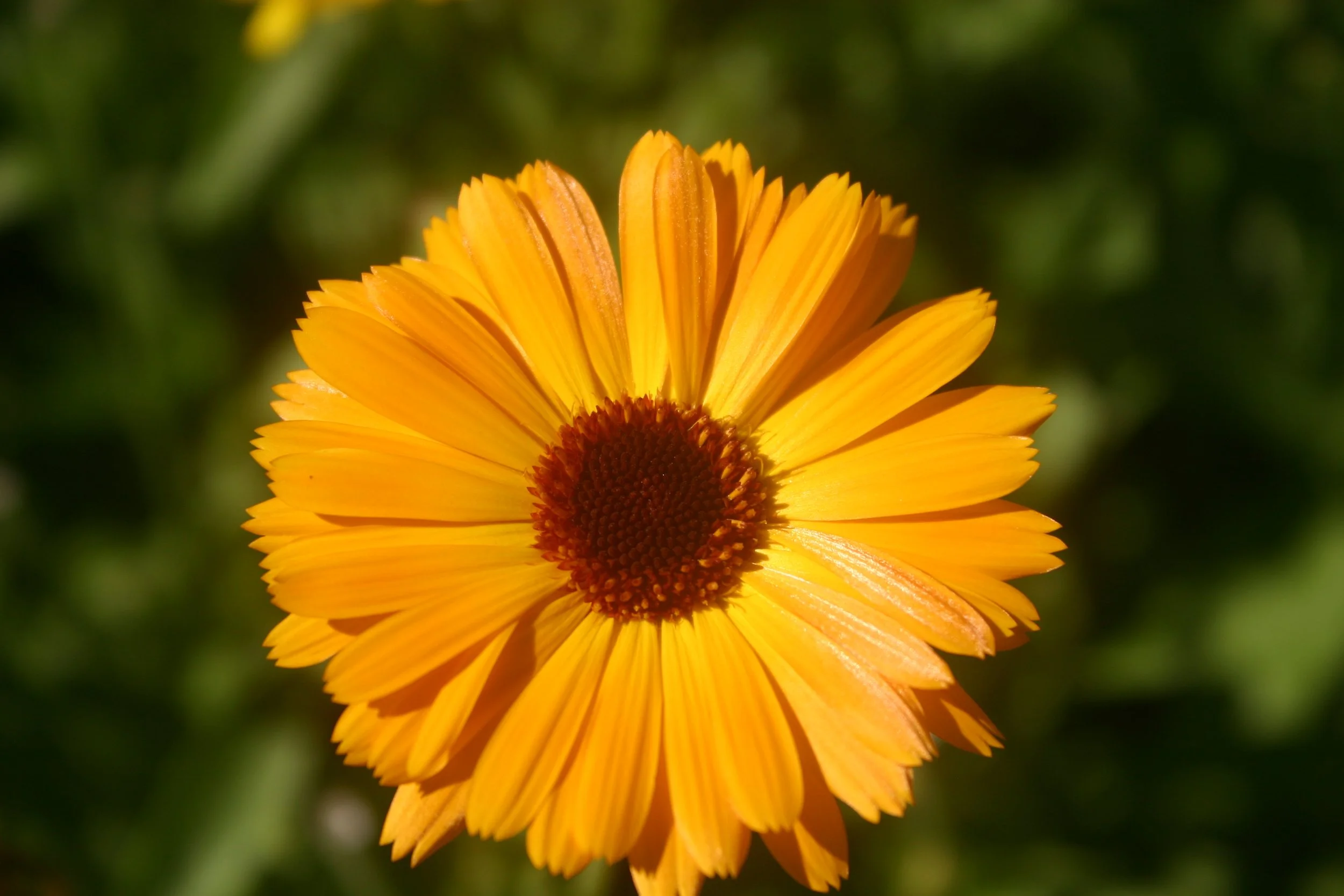 calendule
