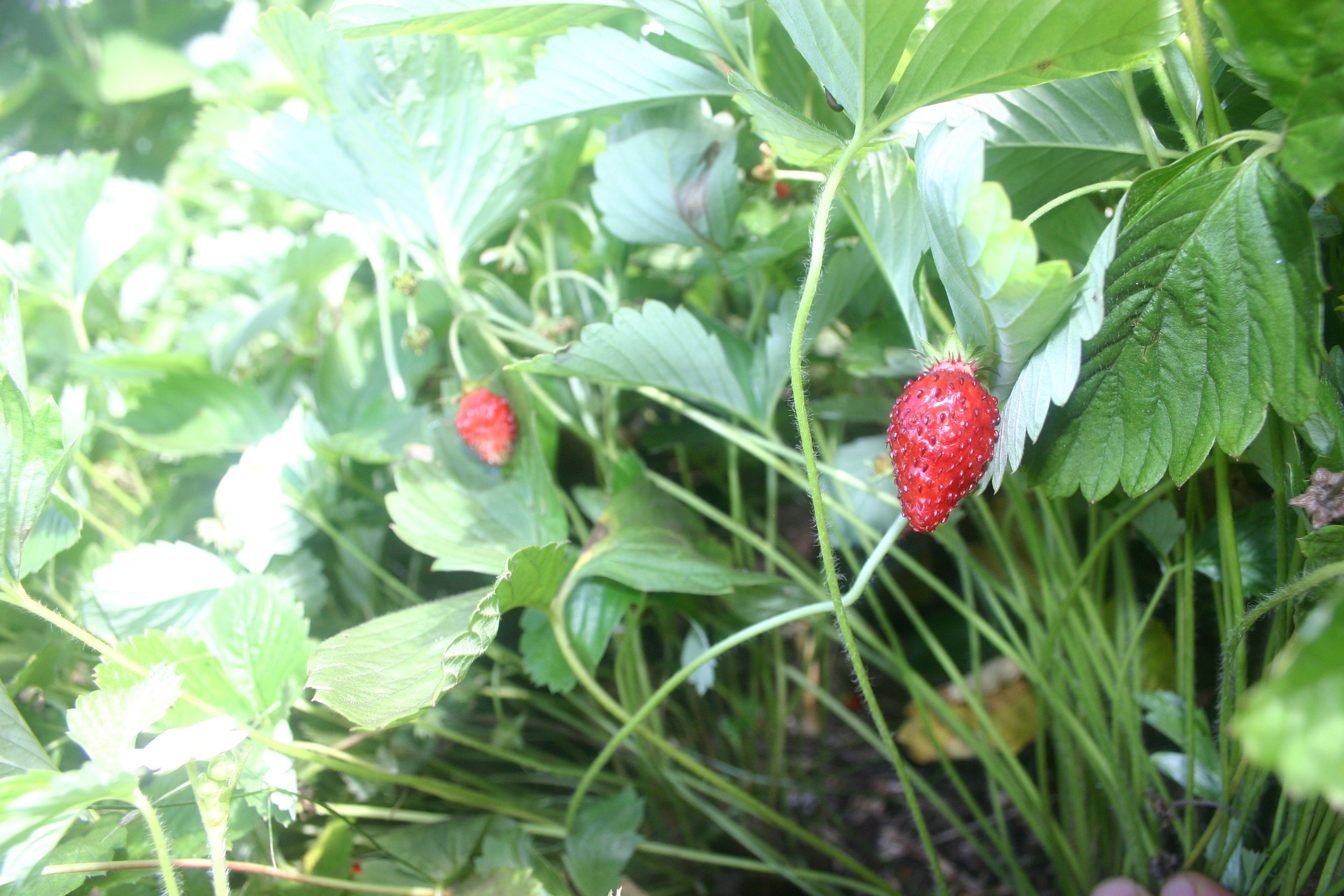 Le fraisier alpin — Terre d'abondance