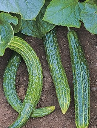 Cucumber Suyo Long.jpg