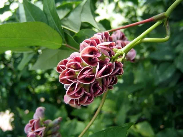 Apios-americana_flower.jpg