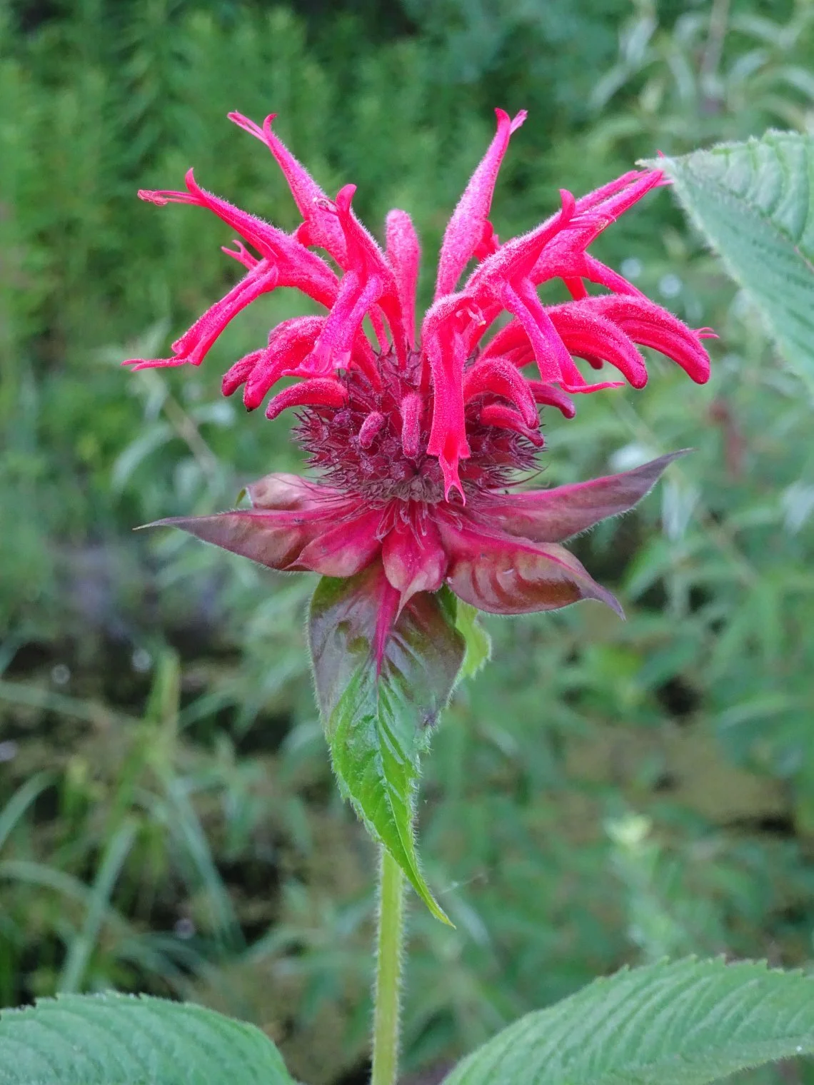 Monarda-didyma-2.jpg