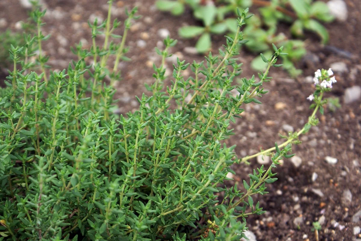 thymus-vulgaris.jpg