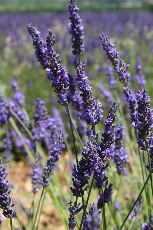 lavande.jpg