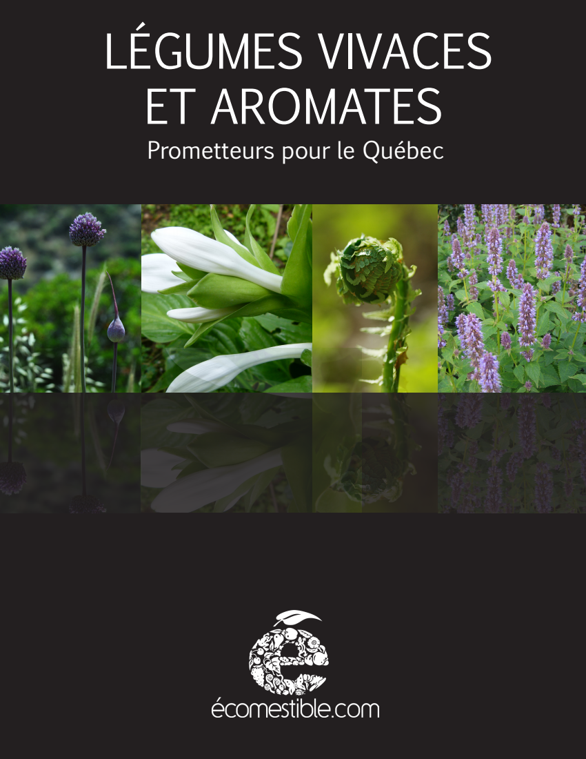 Plantes et herbes aromatiques : notre guide complet