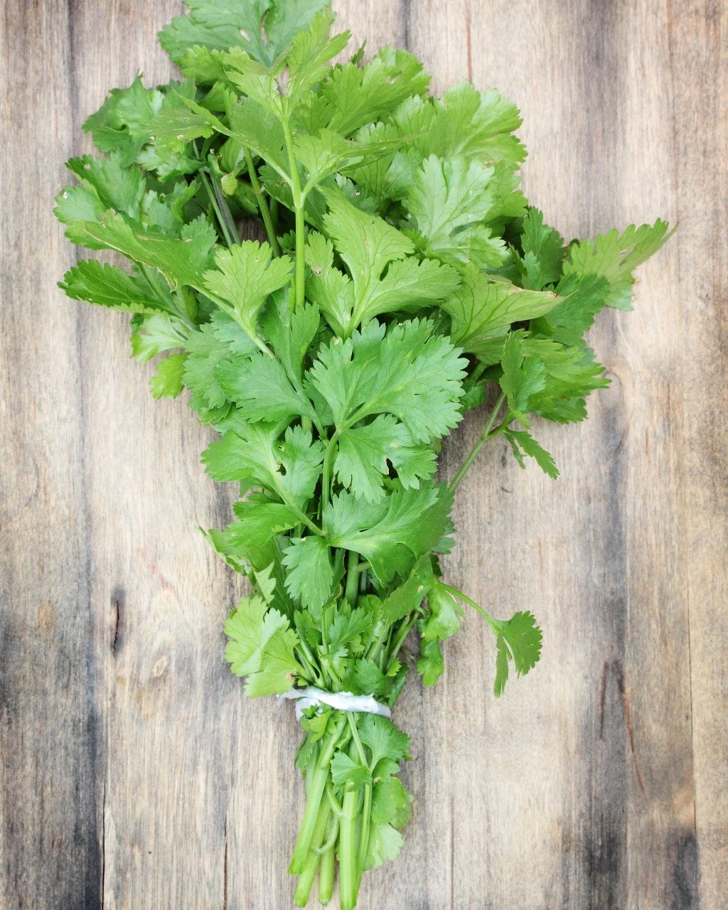 coriandre.jpeg