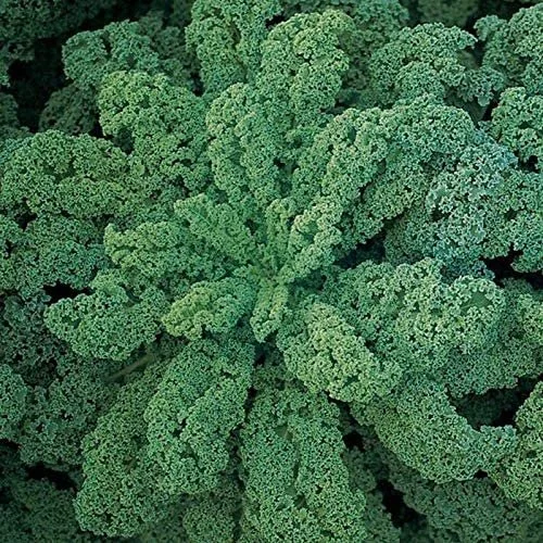 chou-kale.jpg