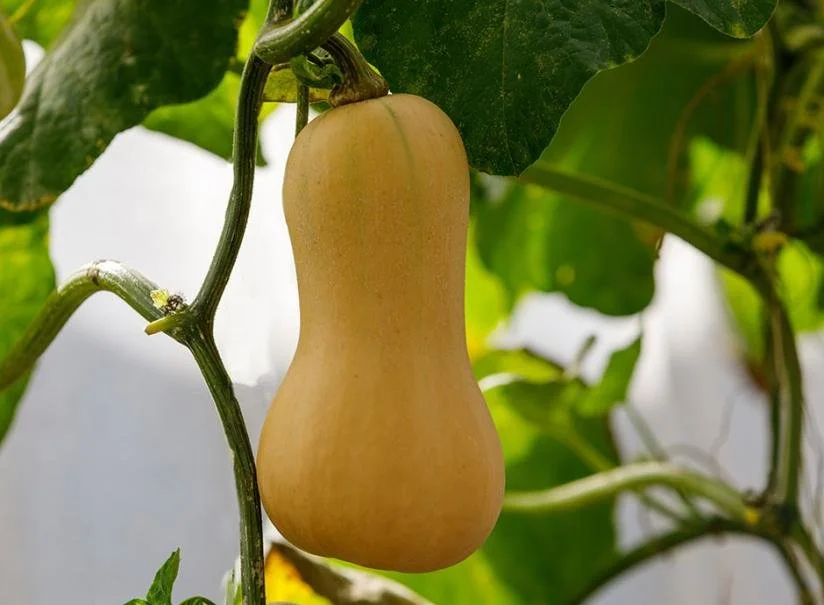 courge butternut.jpg