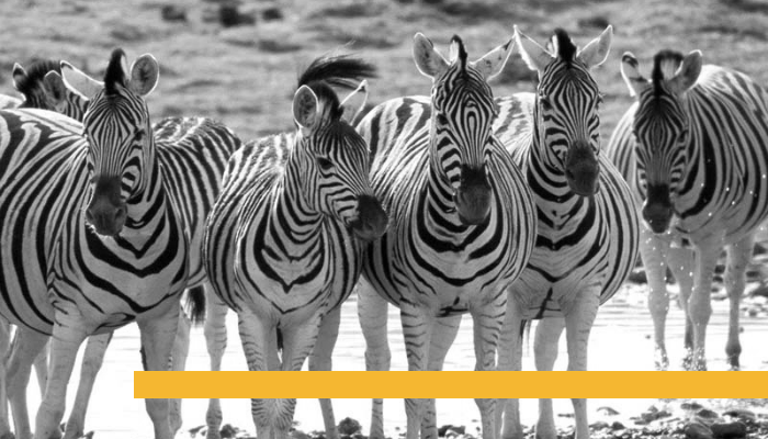 zebras.png