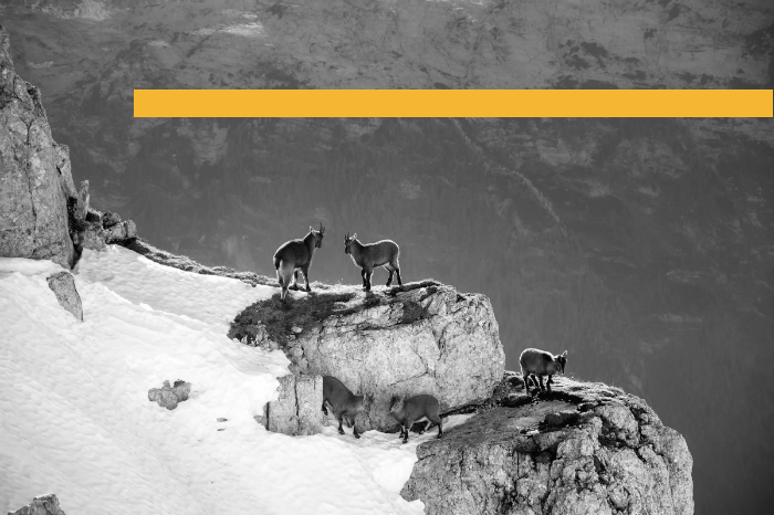 Mountain Goats Snow Branded.png