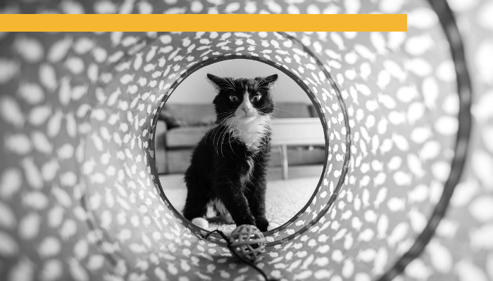 Cat Tunnel Branded.png