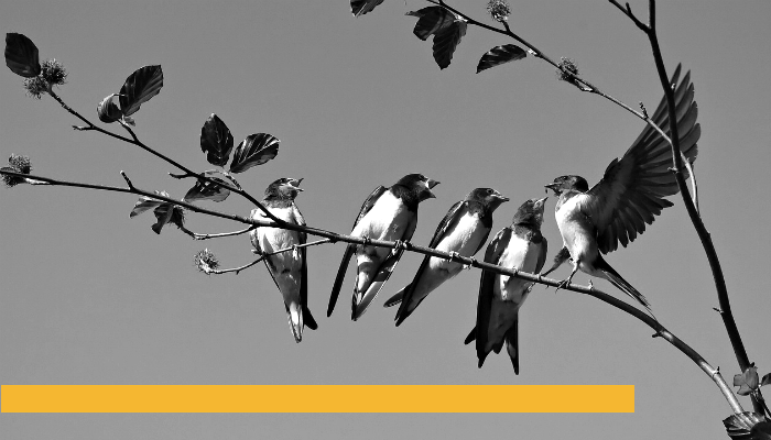 Birds on a Branch Branded.png