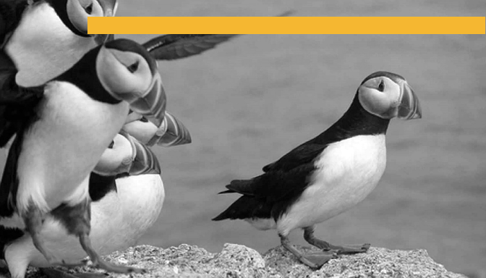Puffins Branded.png