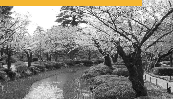 Japan Sakura Path Branded.png