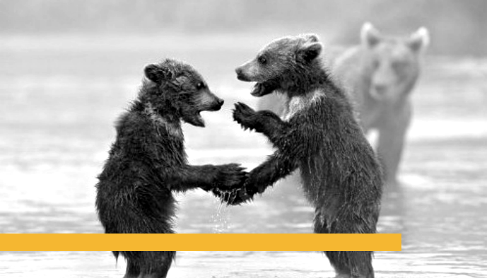 Two Bears Branded.png