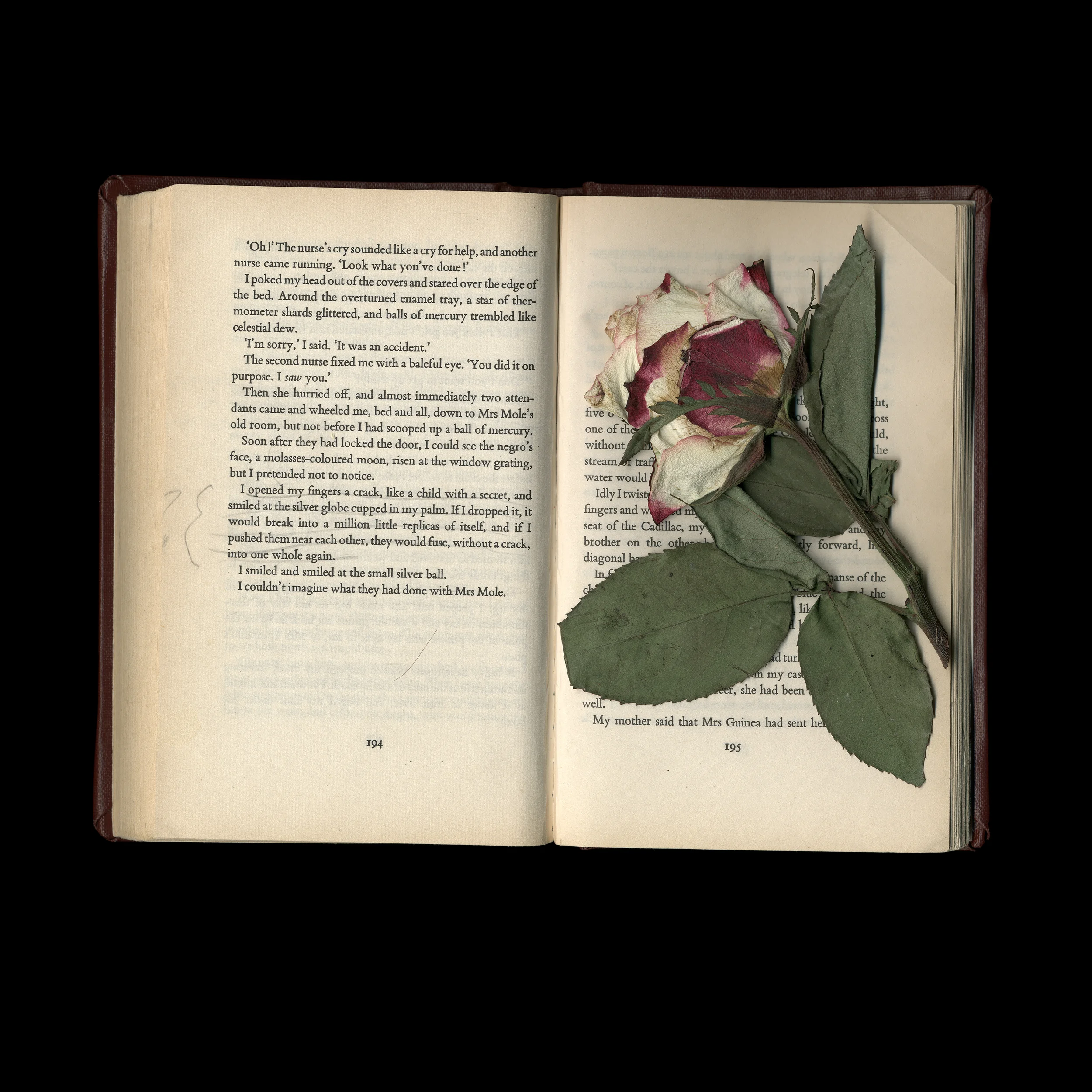  a pressed rose 