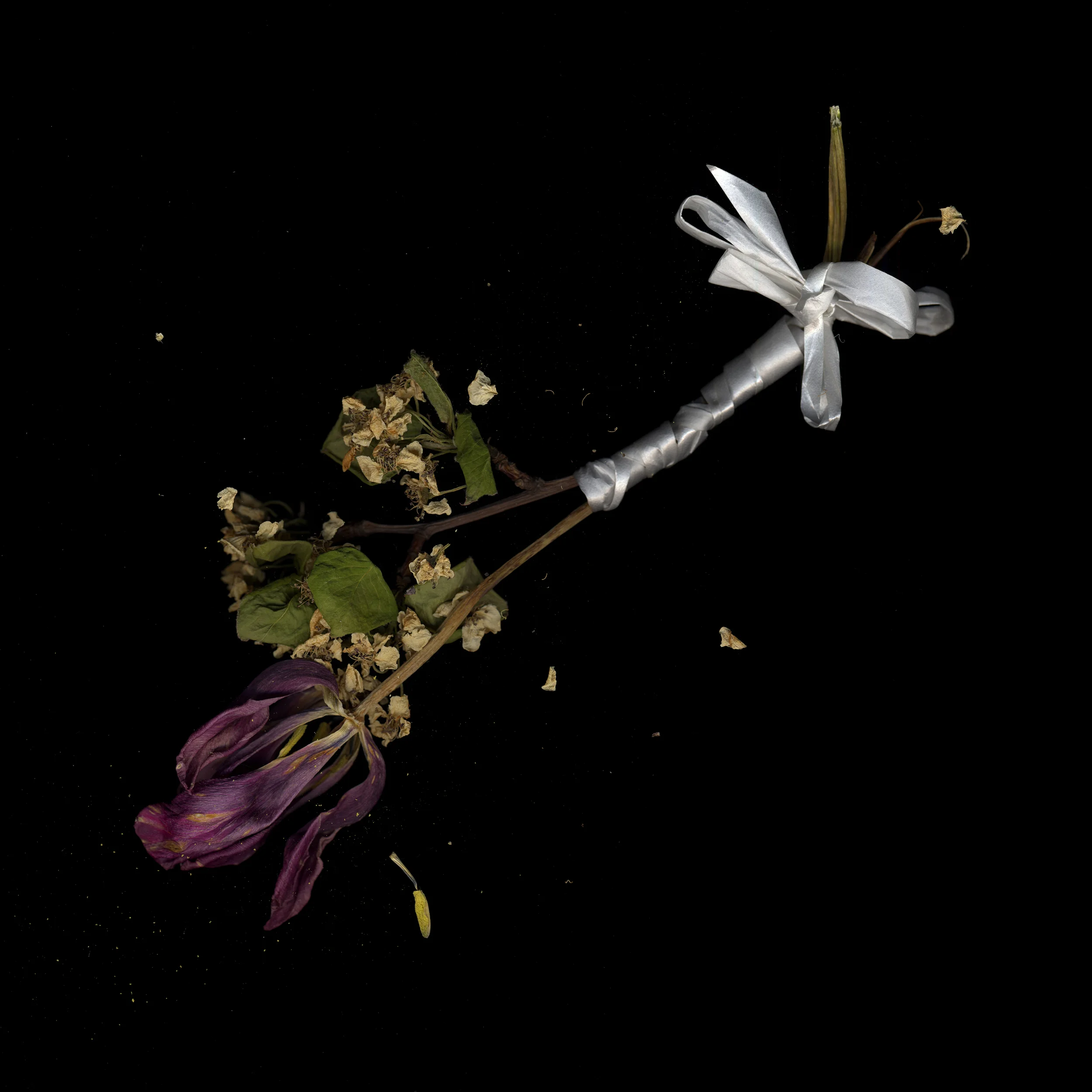  gift of a tulip, hung to dry 