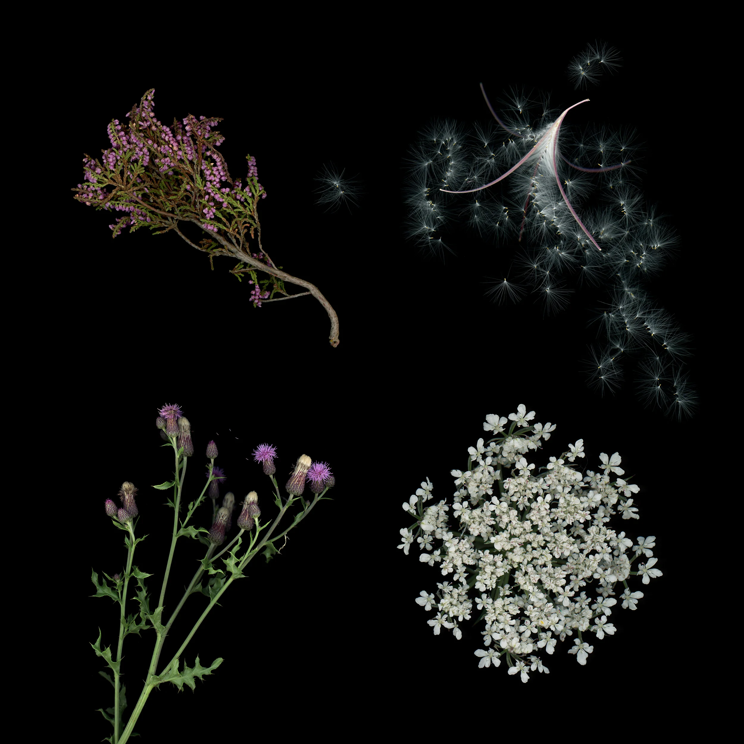 2NakaskaKFlowersofScotland1.jpg