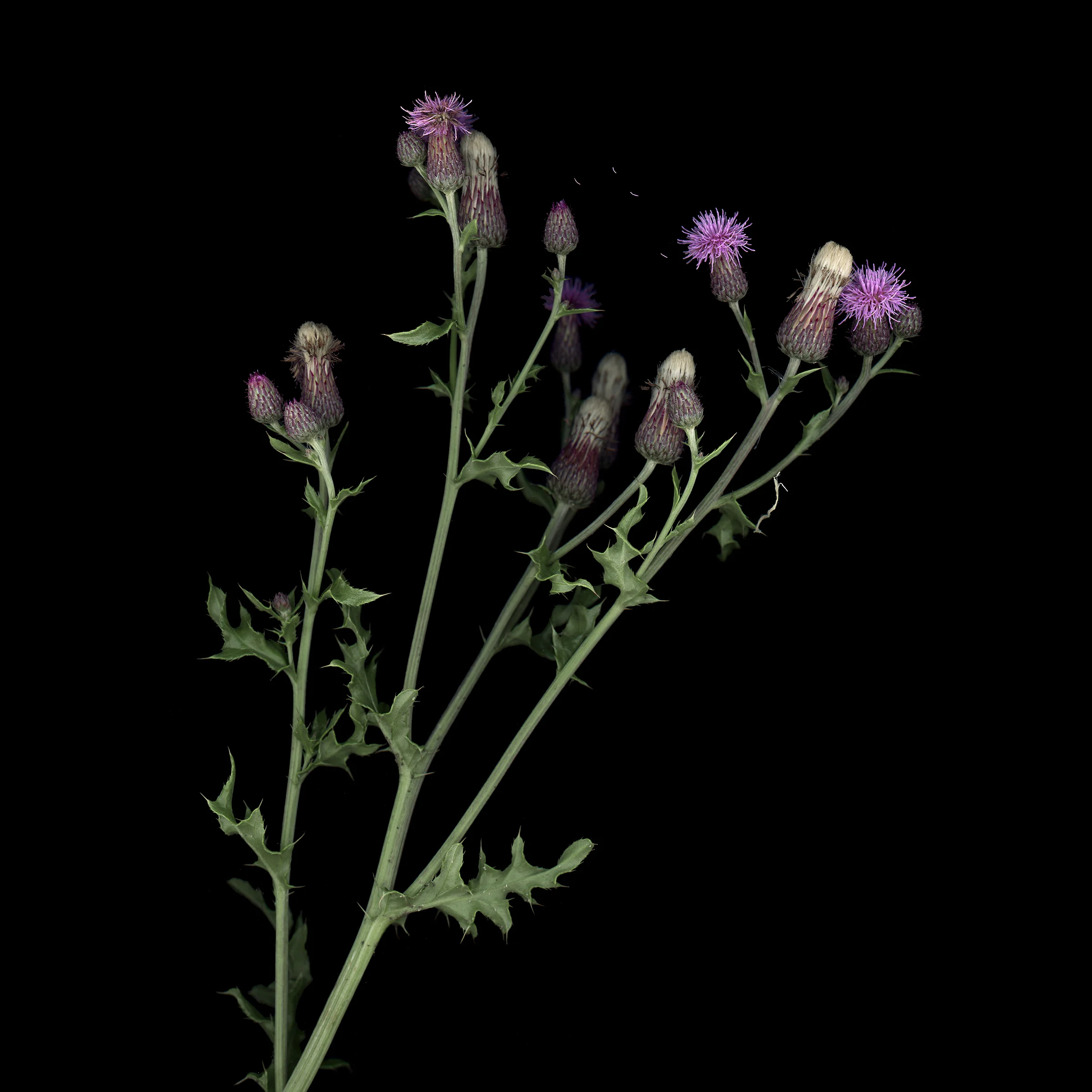 small thistle.jpg