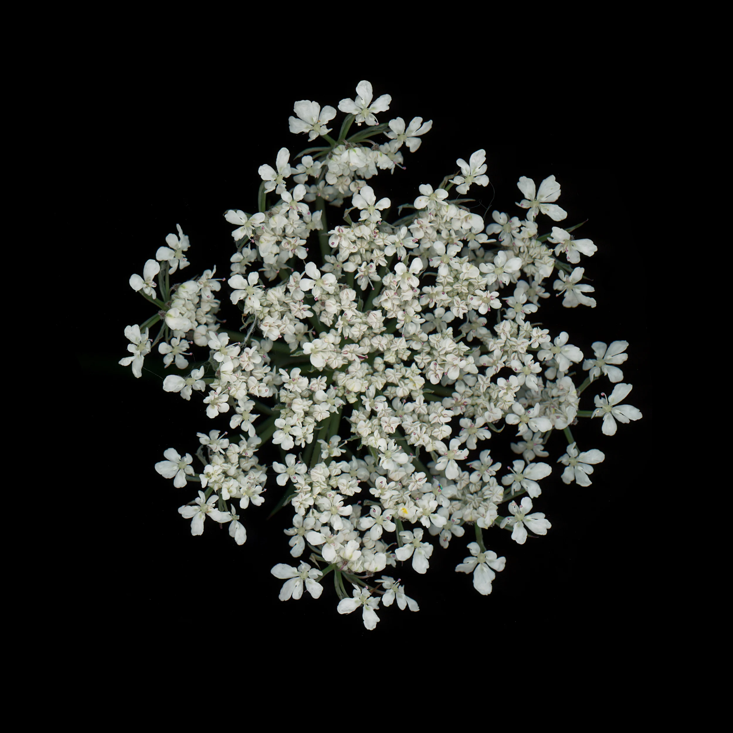 e_hogweed.jpg