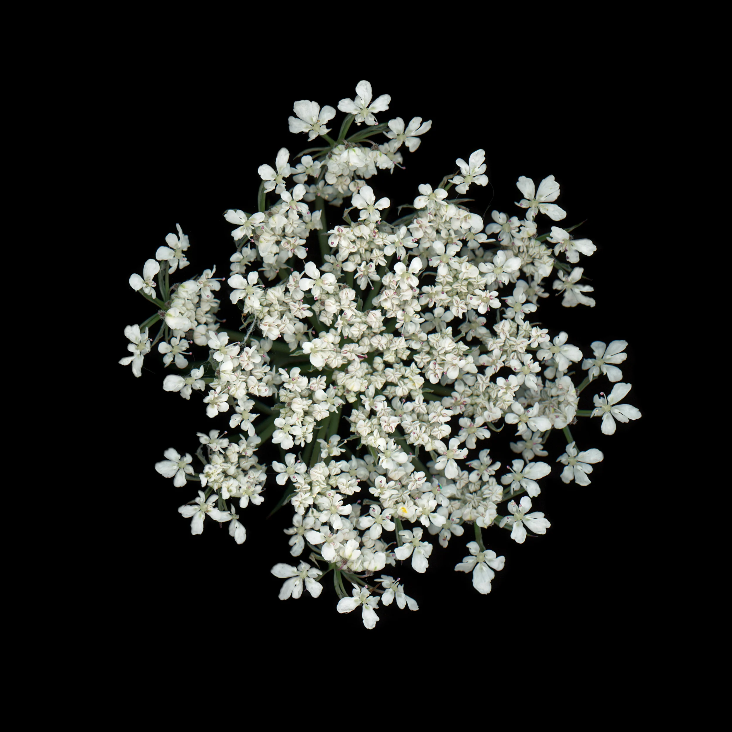 heracleum.jpg