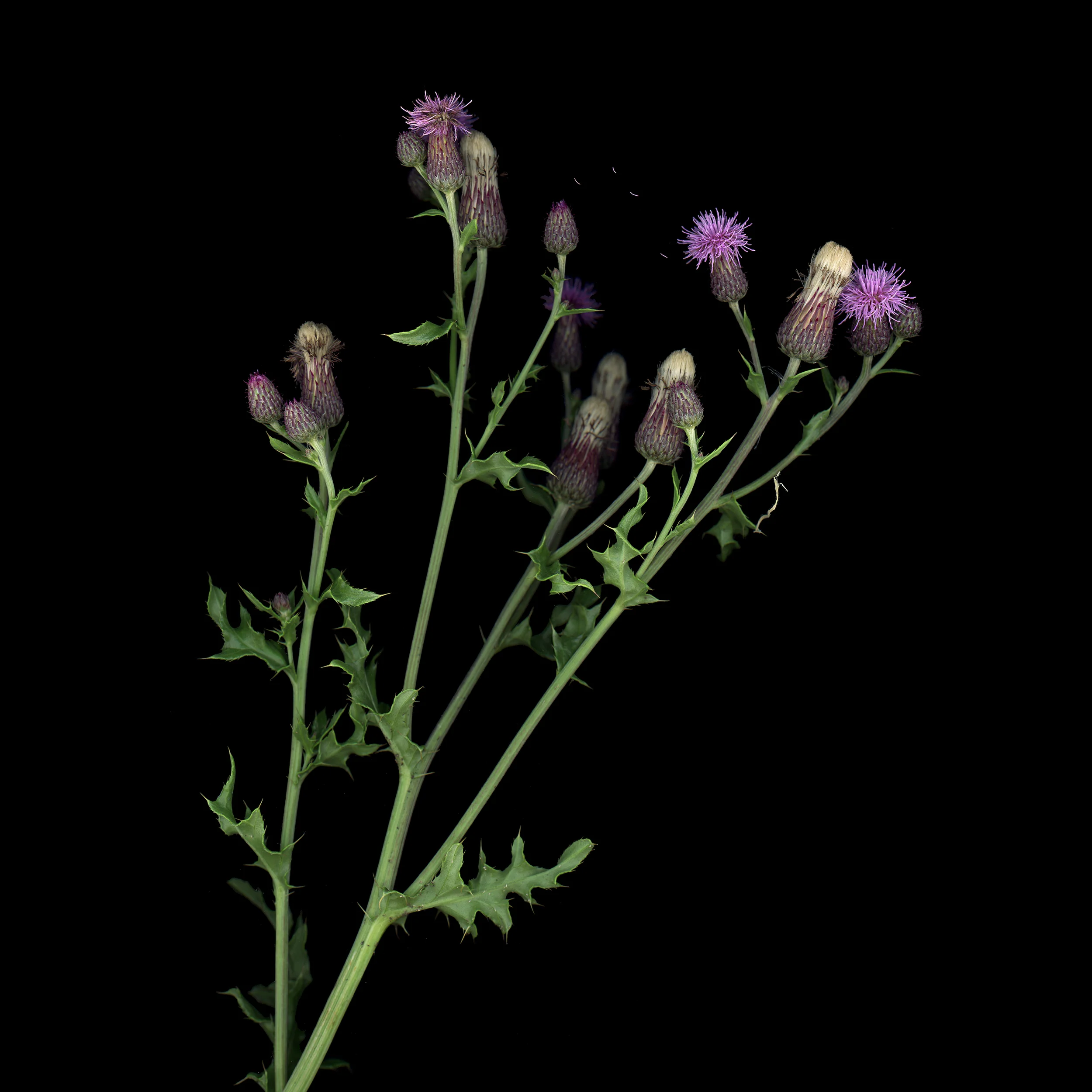 11scottishthistle.jpg