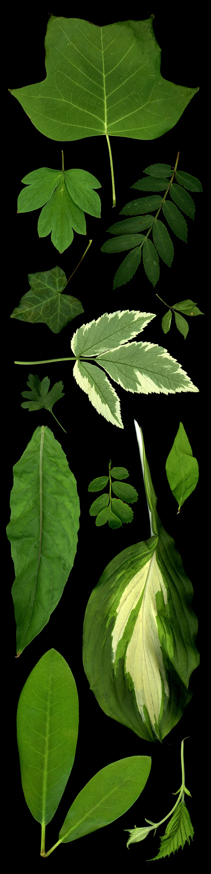 leaf_panel_1.jpg
